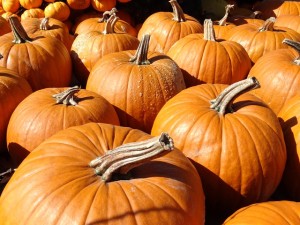 pumpkin-484399_640