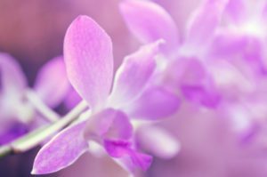 purple_flowers_hires