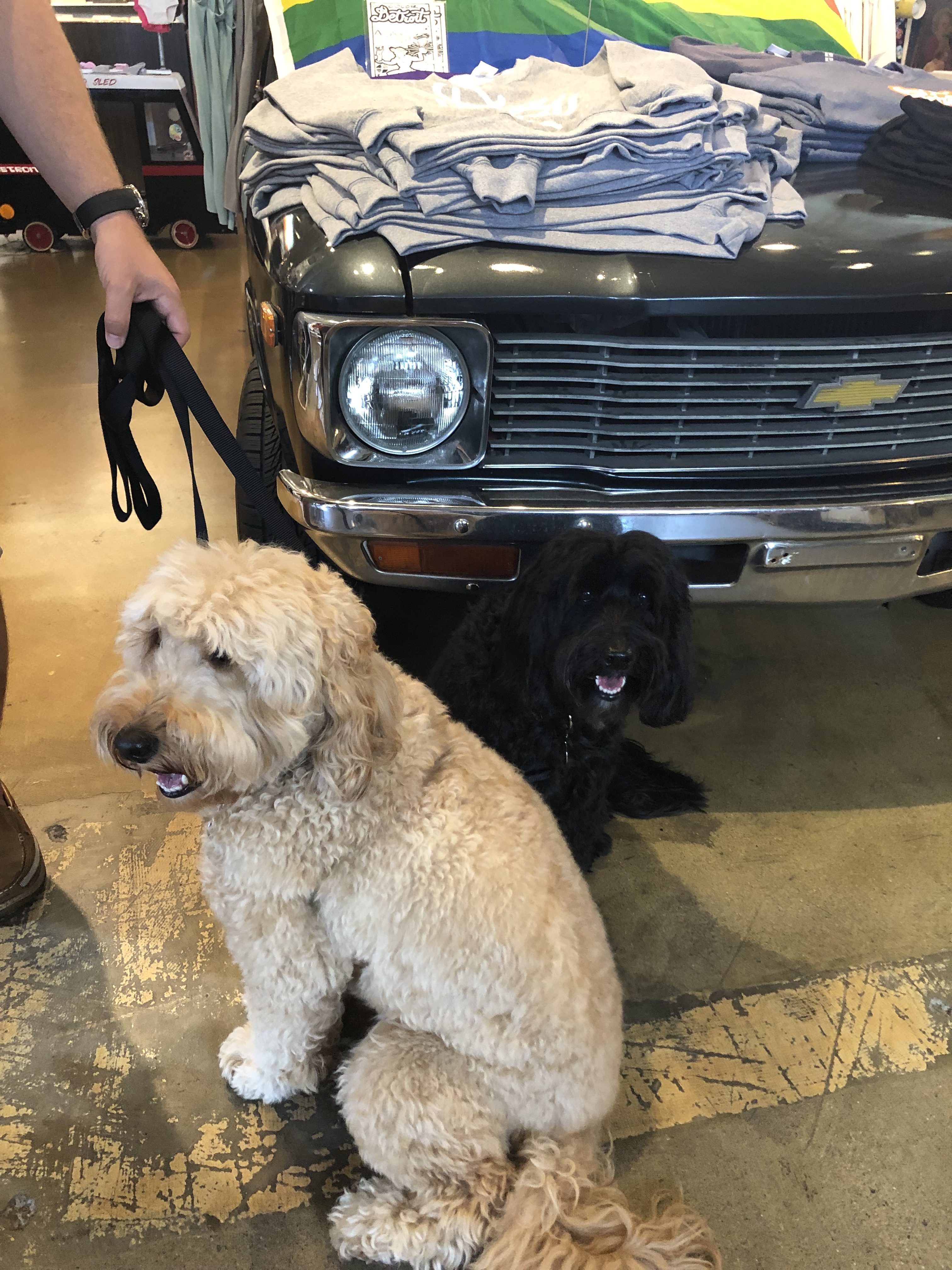 two dogs at dog friendly market 