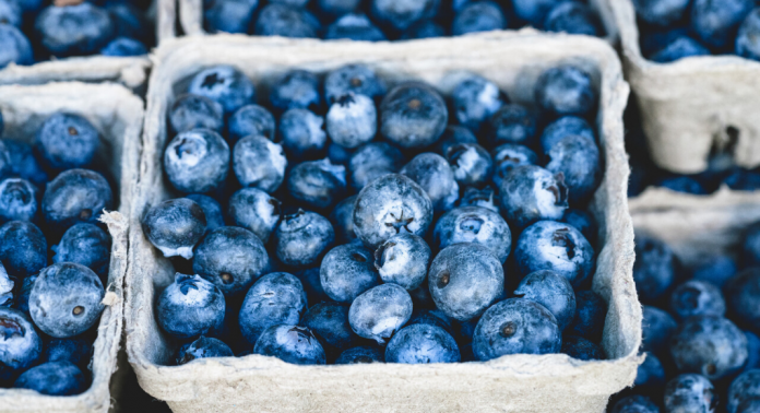 berry picking