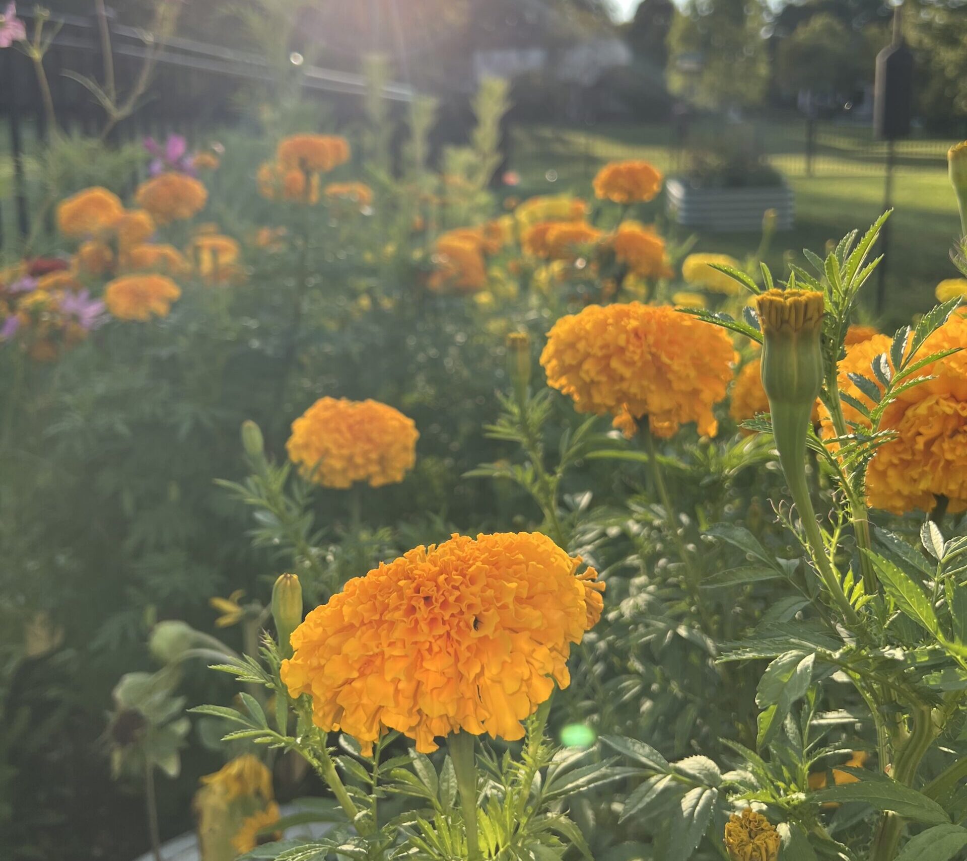 Orange marigolds shine in the sun